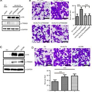 Overexpression Of Klf Promotes Cell Migration A And B Hek T Cells