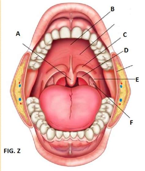 mouth Diagram | Quizlet