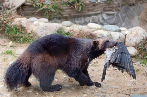 101 Facts About Wolverines – North American Nature