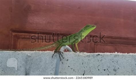 20 Cicak Kubin Images Stock Photos And Vectors Shutterstock