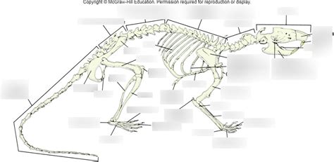 Rat Skeleton Diagram | Quizlet