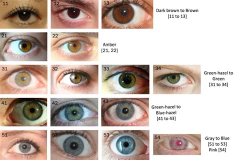 8 best eye color chart genetics images in 2020 eye color chart eye ...