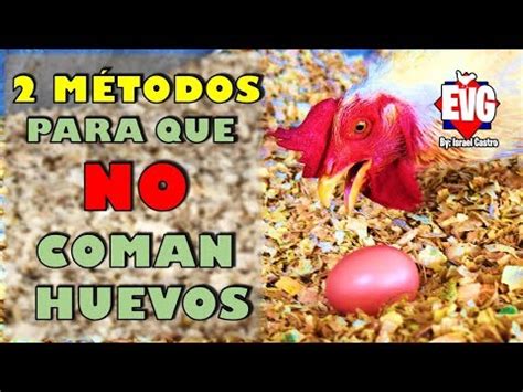 Descubre cómo evitar que las gallinas se coman los huevos y protege