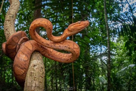 An Elegant Annulated Tree Boa