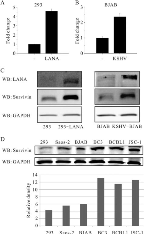 Gene Array Analysis Of The Total Rna From Bjab Cells Expressing