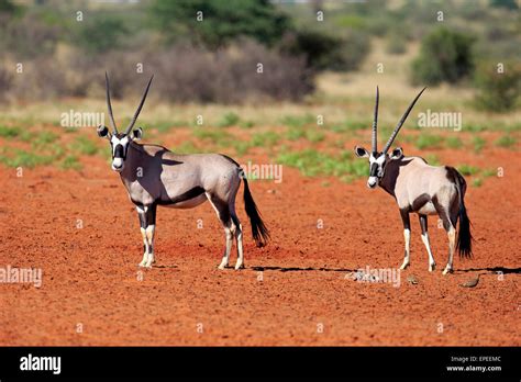 Kalahari Oryx Game Reserve Hi Res Stock Photography And Images Alamy