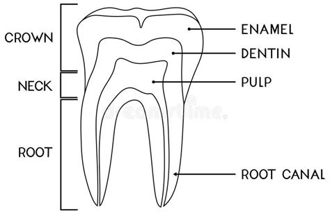 Parts Molar Stock Illustrations 288 Parts Molar Stock Illustrations