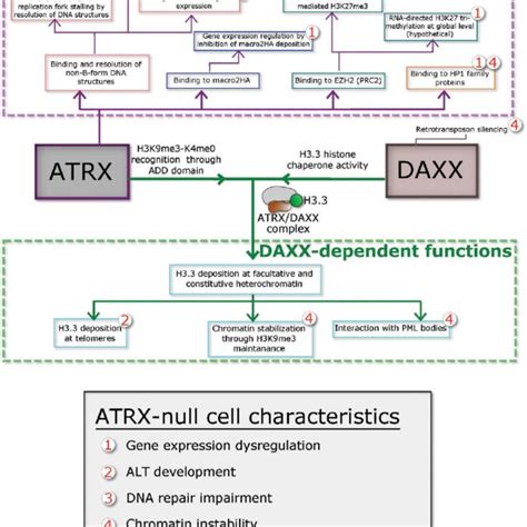 Neuroanatomical Regions Of Gliomas Harboring Atrx Mutations A