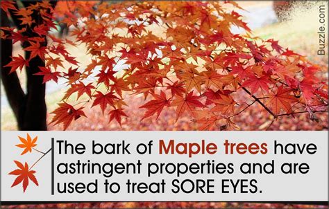 Maples Are Common Names For The Trees Under The Genus Acer The Maple