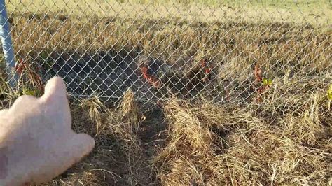 Setting Fence Snares For Coyotes Youtube