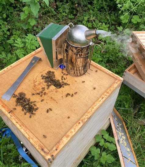 how much does it cost to keep bees