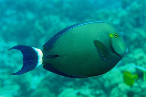 Acanthurus Blochii Alchetron The Free Social Encyclopedia