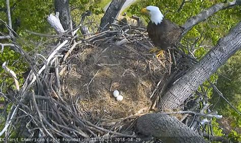 DC’s ‘first family’ of bald eagles welcomes new addition to nest - WTOP