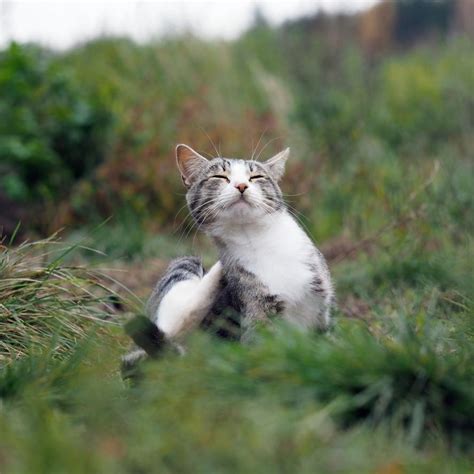 Pidocchi Nei Gatti Come Riconoscerli Ed Eliminarli