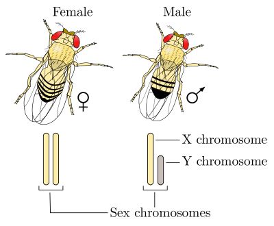 Sex Determination Simple English Wikipedia The Free Encyclopedia