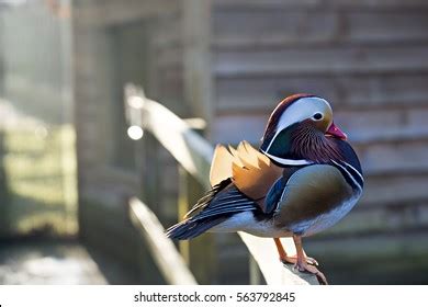 Mandarin Duck Male Stock Photo 563792845 | Shutterstock