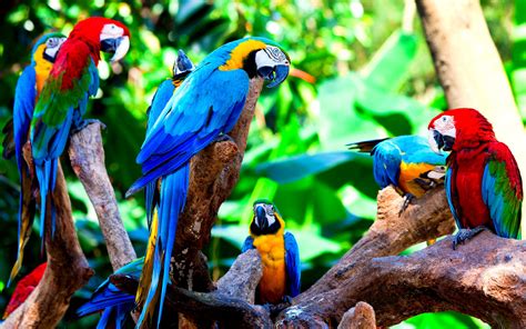 Macaw Wallpapers - Top Free Macaw Backgrounds - WallpaperAccess