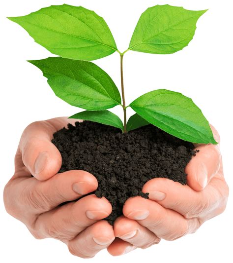 Plant In Hand Png