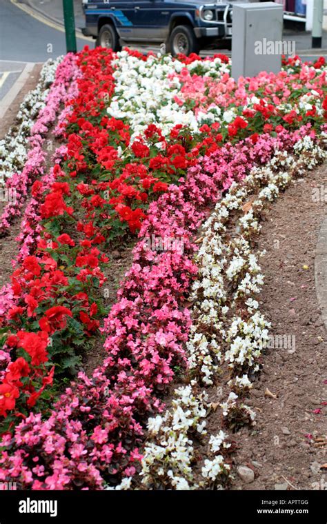 Tuberous Rooted Begonias Hi Res Stock Photography And Images Alamy