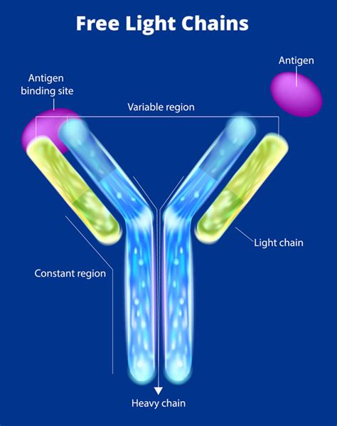 AL - Australian Amyloidosis Network