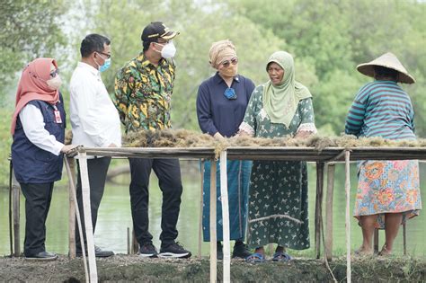 Menteri KKP Bersama Bupati Sidoarjo Panen Rumput Laut Sekaligus