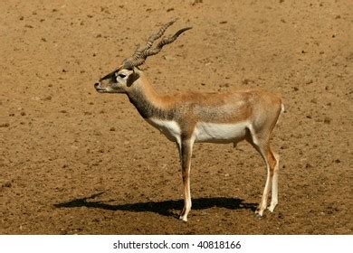 Antelope Series Blackbuck Stock Photo 40818166 | Shutterstock