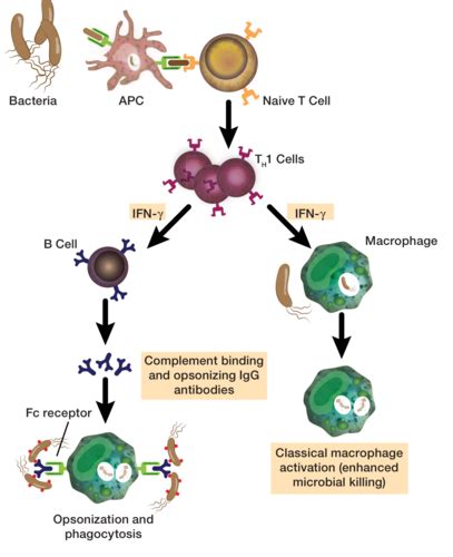 Cell Mediated Immunity Flashcards Quizlet