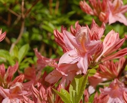 De Azalea Stiekem Toch Een Rhododendron Tuincentrum Pelckmans