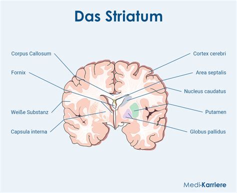 Striatum Anatomie Funktion Klinik Medi Karriere