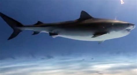 Marine biologist nearly jumps into mouth of tiger shark