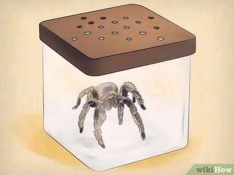 How to Keep Spiders As Pets: A Beginner’s Guide