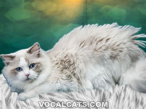 Do Ragdoll Cats Shed? 7 Ways To Shed Less! - Vocal Cats