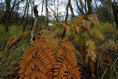 Osmunda Regalis October Svanemosen Kolding Denmark Erland