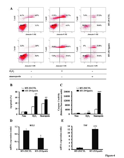 Inhibition Of PCs By Spn4A Alters Tumor Cells Survival And