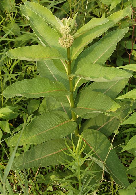 COMMON MILKWEED