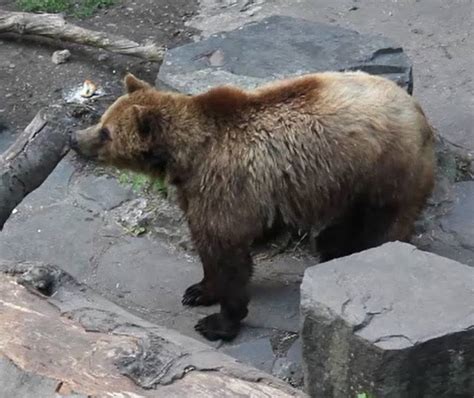 Fotogalerie Medvědi na krumlovském zámku Českokrumlovský deník