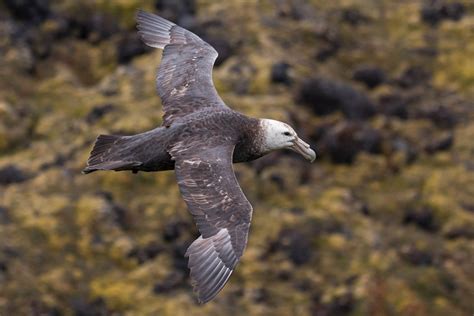 Presentación de los albatros y petreles de la isla Marion afectados por