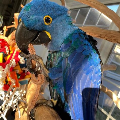 Hyacinth Macaw Parrot For Sale Online Exoticglobalbirdsfarm