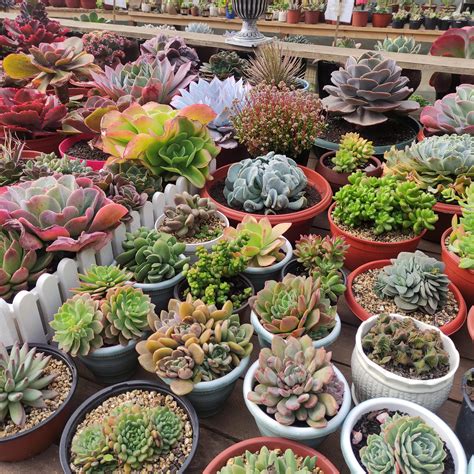 Some beauties I found in a plant nursery : r/succulents