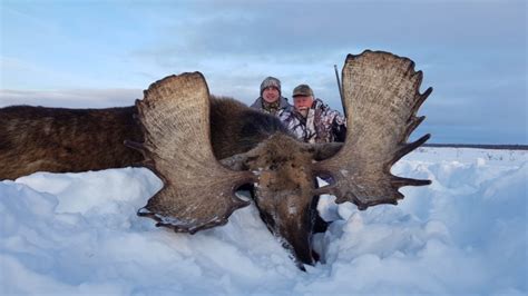 Discounted premium Kamchatka moose hunt in Russia.