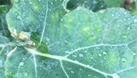 light leaf spot forecast ahdb