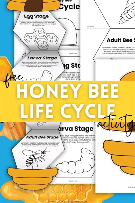 Free Printable Honey Bee Life Cycle Activity