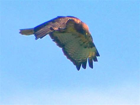 Hovering Hawk