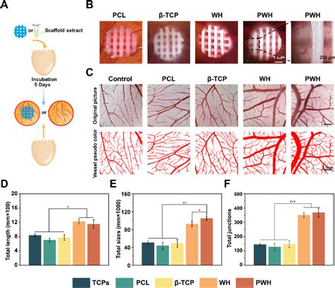 Angiogenesis Tested For Various Scaffolds Using Cam Assay A A