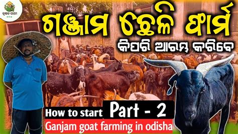 How To Start Ganjam Goat Farm In Odisha New Goat Farm In Odisha Ganjam