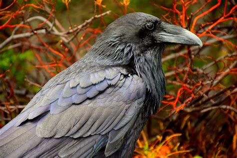 100,000+ Free Raven Art & Raven Images - Pixabay 