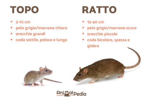 Differenza Tra Topo E Ratto Caratteristiche E Curiosit