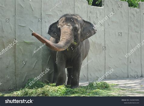 Mali Elephant Manila Zoo Stock Photo 2165874491 | Shutterstock