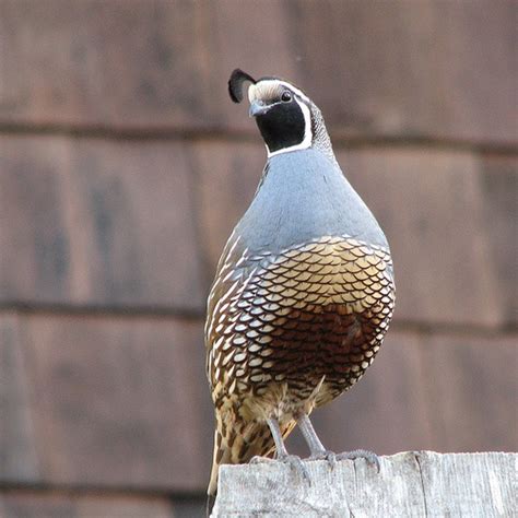 California Quail Callipepla Californica Backyard Birds Pet Birds