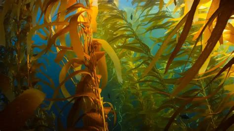 What Eats Kelp? | Invertebrate Species | Earth Life